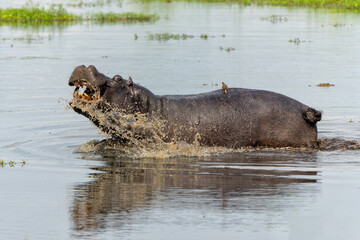 Hippopotamus in the Okavanga Delta in Botswana. An aggressive hippo bull shows dominant behaviour. ...