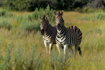 Zebra in the Okavango Deltain Botswana. Zebra searching for food in the green season on the floodplains of the delta.