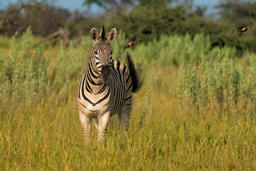 Zebra in the Okavango Deltain Botswana. Zebra searching for food in the green season on the floodplains of the delta. © henk bogaard