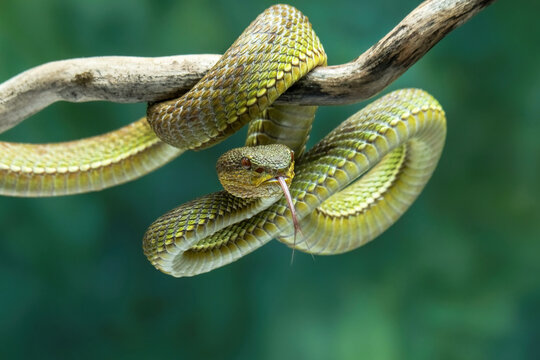 snake in the tree