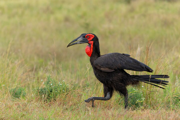 Southern Ground Hornbill (Bucorvus leadbeateri; formerly known as Bucorvus cafer) walking in the grass in Kruger National Park in South Africa