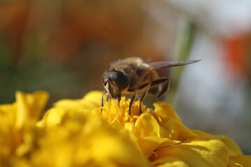 bee on yellow flower