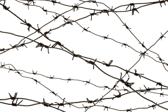 Barbed wire on a white background close-up. Jail. Law