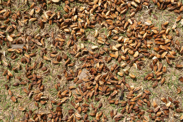 texture of seeds and green grass