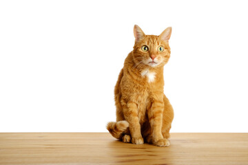 Ginger cat sitting on wooden table floor and looking surprised with curiosity at camera isolated on...