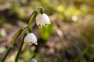 Beautiful first flowers snowdrops in spring forest. Tender spring flowers snowdrops harbingers of warming symbolize the arrival of spring.
