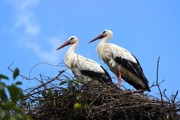 コウノトリの夫婦