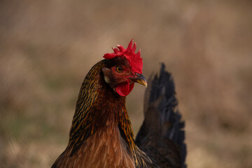 Closeup portrait of a colorful rooster in a rural field
