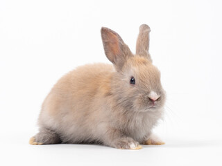 Front view of baby grey rabbit standing on white background. Lovely action of baby rabbit.