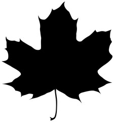 Maple leaf silhouette. 