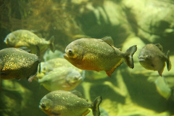 Fish under water. Fish in the aquarium. Piranha fish. Вlur.