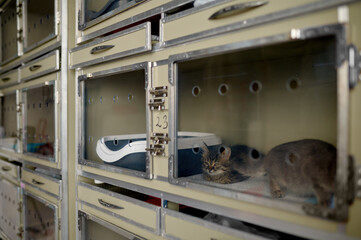 Cat in plastic home in veterinary shop or domestic animal shelter