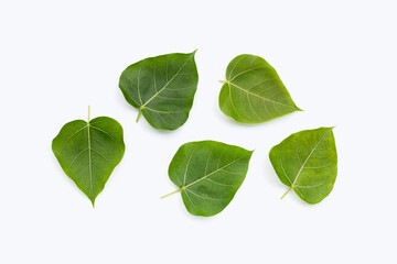 Fototapeta na wymiar Green bodhi leaf on a white background.