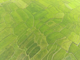 Aerial shot, Top view of a landscape of green terraced rice fields in the morning, Bandung - Indonesia