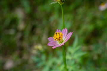 Yellow, white and pink flower on the garden when spring season. The photo is suitable to use for nature flower background, poster and advertising.