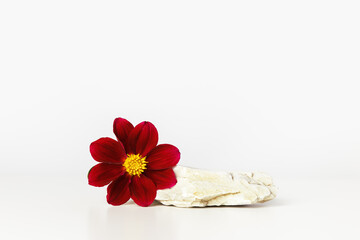 Natural light stone podium with red flower. White background with stone pedestal for cosmetic, beauty product branding, identity and packaging, perfume with floral fragrance. front view.