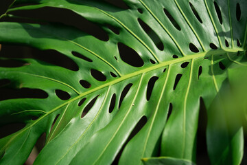 Obraz na płótnie Canvas Close up of Monstera Deliciosa leaf.