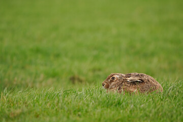 Naklejka na ściany i meble A European hare (Lepus europaeus) sitting in a meadow