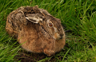 A close-up of a European hare (Lepus europaeus) sitting in a meadow