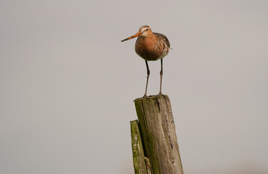 A black-tailed godwit (Limosa limosa) standing on a wooden pole