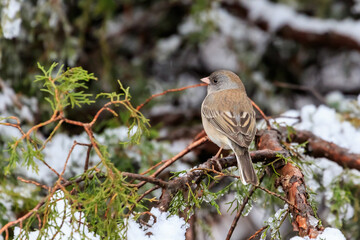 Dark-eyed Junco - Pink-sided variety- (Junco hyemalis mearnsi) in a snowy tree