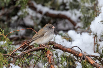 Dark-eyed Junco - Pink-sided variety- (Junco hyemalis mearnsi) in a snowy tree