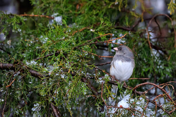 Dark-eyed Junco - Pink-sided variety- (Junco hyemalis mearnsi) in a snowy tree