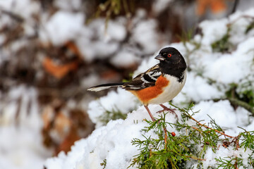 Spotted Towhee (Pipilo maculatus) in the snow