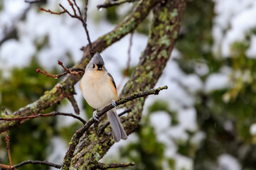 Tufted Titmouse (Baeolophus bicolor) in a snowy tree.