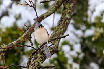 Tufted Titmouse (Baeolophus bicolor) in a snowy tree.