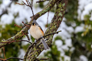 Tufted Titmouse (Baeolophus bicolor) in a snowy tree.