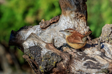 Carolina Wren (Thryothorus ludovicianus) on a stump