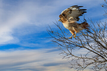 A Red-tailed Hawk just taking flight from a tree