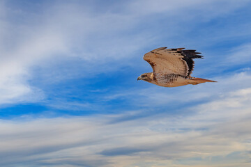 Fototapeta na wymiar A Red-tailed Hawk just taking flight from a tree