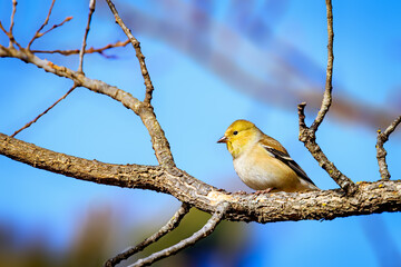 A Male Goldfinch in his winter (non-breeding) plumage