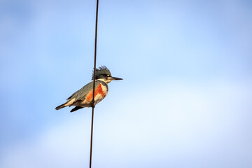 Female Belted Kingfisher sitting on a wire