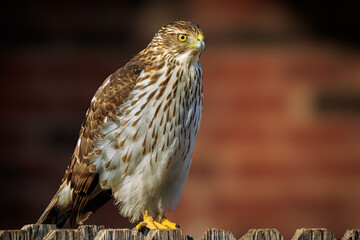 Cooper's Hawk on a backyard Fence