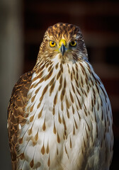 Cooper's Hawk on a backyard Fence