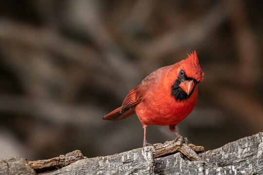 Northern Cardinal (Cardinalis cardinalis) in a tree