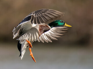 Male mallard duck in flight /Anas platyrhynchos