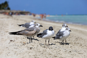 Seagulls standing on the sand on blurred sea waves and swimming people background. Tropical resort on Caribbean islands