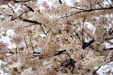 cherry blossom in spring rainy day