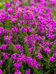 An inflorescence of flowers, a close-up. Wildflowers.