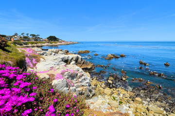 Monterey Bay, California with flowers and rocky shoreline, USA - obrazy, fototapety, plakaty