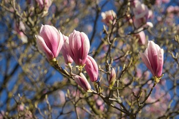 Magnolia blossoms in spring