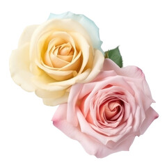 rose flowers isolated on white