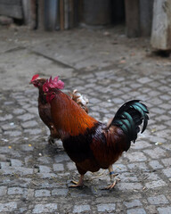 A rooster followed by a hen. They have mostly brown feathers and walk outside on the sidewalk.