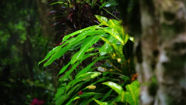 Green plants in the wild nature in the rainy forest. Wet leaves with water drops.