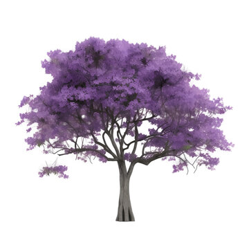 jacaranda tree isolated on white