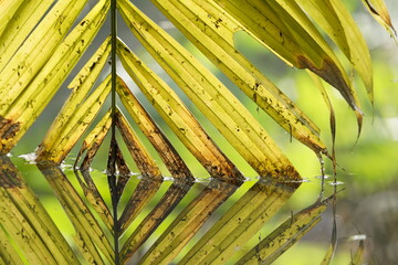 palm tree leaves, palm tree in the water